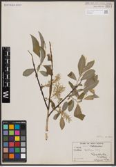Salix bebbiana Sarg.